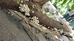 Coprinellus disseminatus