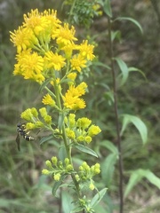 Solidago puberula