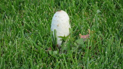 Coprinus comatus