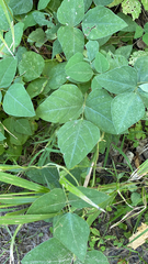 Amphicarpaea bracteata