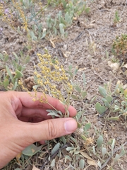 Atriplex verrucifera