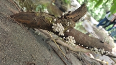 Coprinellus disseminatus