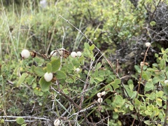 Symphoricarpos occidentalis