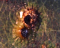 Melikaiella ostensackeni