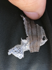 Podarcis guadarramae