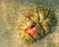 Melikaiella ostensackeni