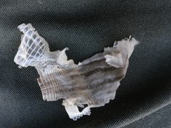 Podarcis guadarramae