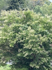 Clerodendrum trichotomum