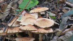 Pholiota squarrosa