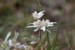 Leontopodium ochroleucum
