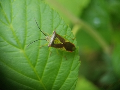 Acanthosoma haemorrhoidale