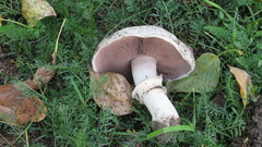 Agaricus campestris