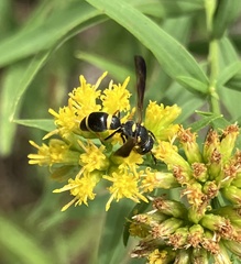 Parancistrocerus perennis