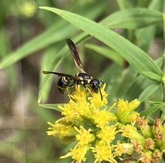Parancistrocerus perennis