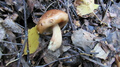 Tricholoma fulvum