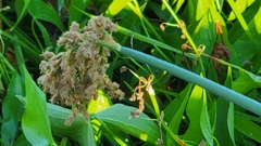 Schoenoplectus tabernaemontani