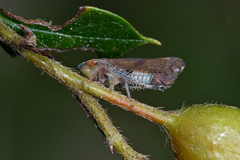 Cicadellidae