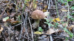 Leccinum scabrum