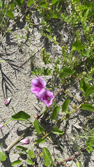 Ipomoea pes-caprae