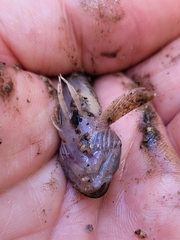 Cottus