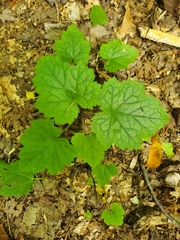 Tiarella