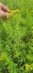 Euthamia graminifolia