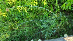 Schoenoplectus tabernaemontani