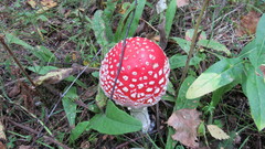 Amanita muscaria