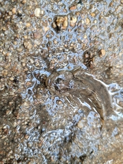 Cottus