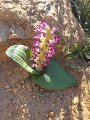 Lachenalia carnosa