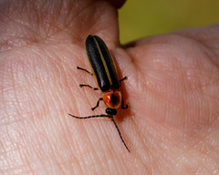Photinus
