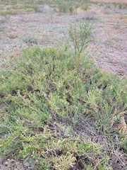 Halocnemum strobilaceum