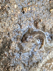 Cottus