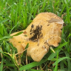 Lactarius psammicola