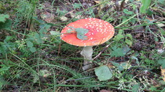Amanita muscaria