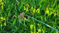 Schoenoplectus tabernaemontani