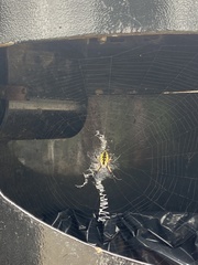 Argiope aurantia
