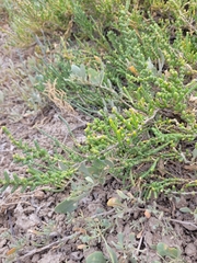 Halocnemum strobilaceum