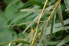 Salix