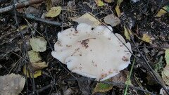 Russula delica