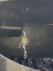 Argiope aurantia