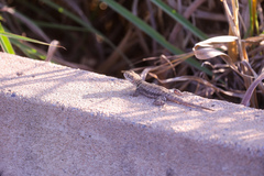 Tropidurus torquatus