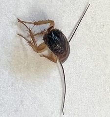 Periplaneta americana