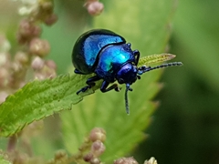 Chrysolina coerulans