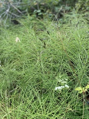 Equisetum arvense