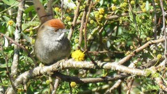 Synallaxis albescens