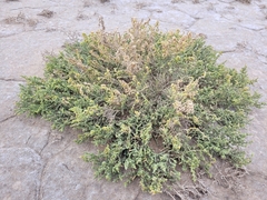 Halocnemum strobilaceum