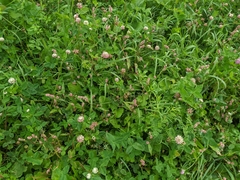 Persicaria