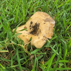 Lactarius psammicola