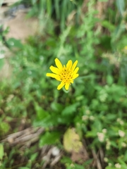 Tragopogon pratensis